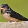 Young Swallow