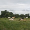 Axminster Cows