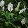 Peace Lilies