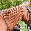 Horses mane creation