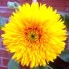 Flower in my garden - Dahlia