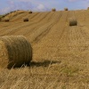 A field of Hay Bales