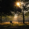 Bradgate Park Deer, Leicestershire