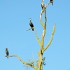 Cormorants in Mote Park