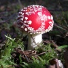 Another shroom