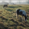 Grazing on South Common