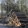 Log pile in Stonor woods