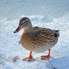 Iced Duck at Leeds Castle