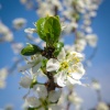 Plum tree blossom in Rotherham