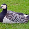 Goose at Leeds Castle