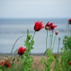 Poppies at Whitburn Beach
