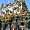 Profusion of window box flowers outside a London pub