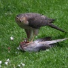 Sparrowhawk in Gateshead.