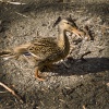 Ambleside Duck
