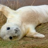 Grey Seal pup At Donna Nook