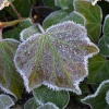 Frosty Ivy, Duddington