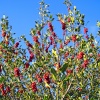 Christmas Holly  berries, Dartmoor