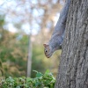 Squirrel In Roker Park