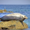 Seal at St Ives, Cornwall