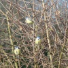 Bunch O' Birds in a bush.
