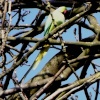 Wild Parakeet in Farnborough, London