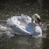Bathing Swan