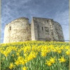 Daffodils, Clifford's Tower