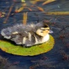 Duckling on a lilypad, Penshurst Place