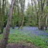 The Woods With Bluebells