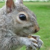 London Squirrel