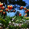 Berrynarbor Tulips