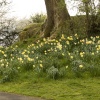 Borrans Field Daffodils 2