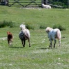 Livestock at Okehampton
