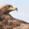 Eagle, woodside 2