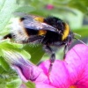 Bee up close