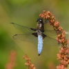 Male Broad-bodied Chaser
