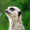 A Meerkat look out, at Longleat Safari Park