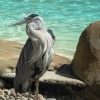 An imposter on Penguin Beach! (London Zoo)