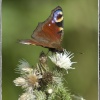 Lound Lakes Walks are a haven for butterflies.