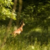Deer near Grasmere