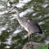 A Heron near the Grand Union Canal