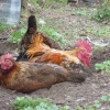 Chicken Run - well lay down.