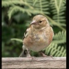 Lynton, Watersmeet. A young Chaffinch