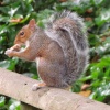 Chestnut Centre wildlife