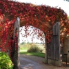 Virginia Creeper on the Entrance to Great Chalfield Manor