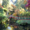 The Japanese water garden