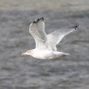 Seagull over Felixtowe