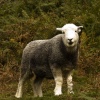 Far Easedale Sheep 4
