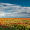 Poppy field, near Chatteris, Cambridgeshire