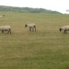 Sheep in fields near Dover Castle